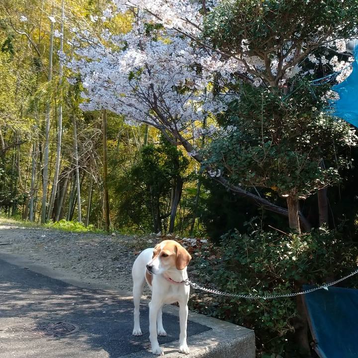 2708bf26 eb89 42c6 a3f5 c7d4c8b73be9 1585969101143