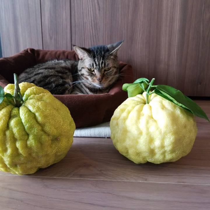 270bf18d 890b 4f56 95f9 fa85be0721bb 1572746479230