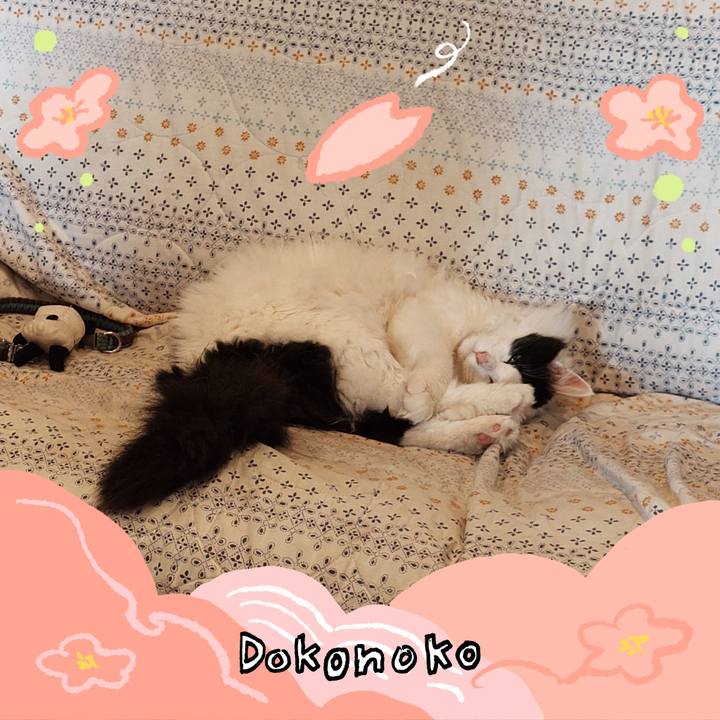 2711c231 902d 4852 b47d cdb6bc532003 1775275916293