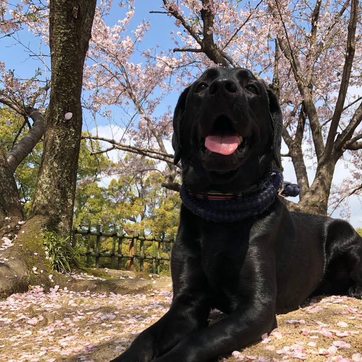 2718414c 894f 4439 bafa 7d9c2fa01270 1585955409530