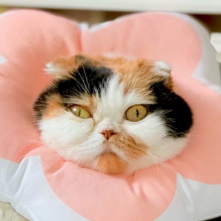 27186353 ac01 49a0 ae57 59da007d0662 1739197584827