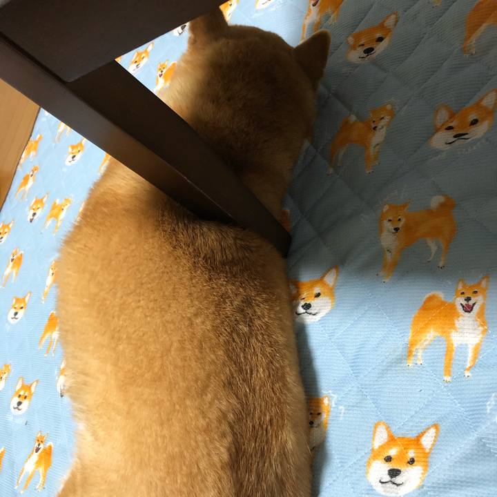 27282ce5 297d 43fb a578 35d46bd84f21 1591147817913