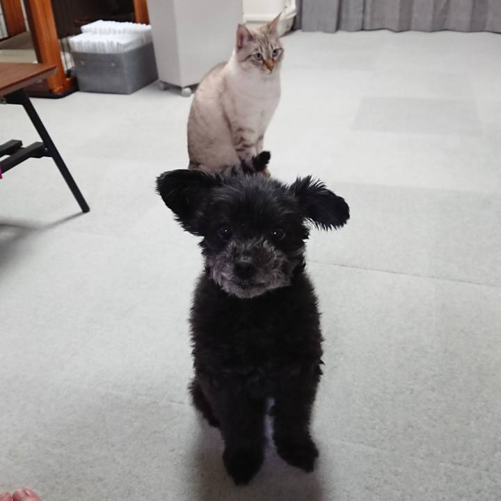 27294b2c 68ff 4a7a b44c 59dadc93c729 1573466485223