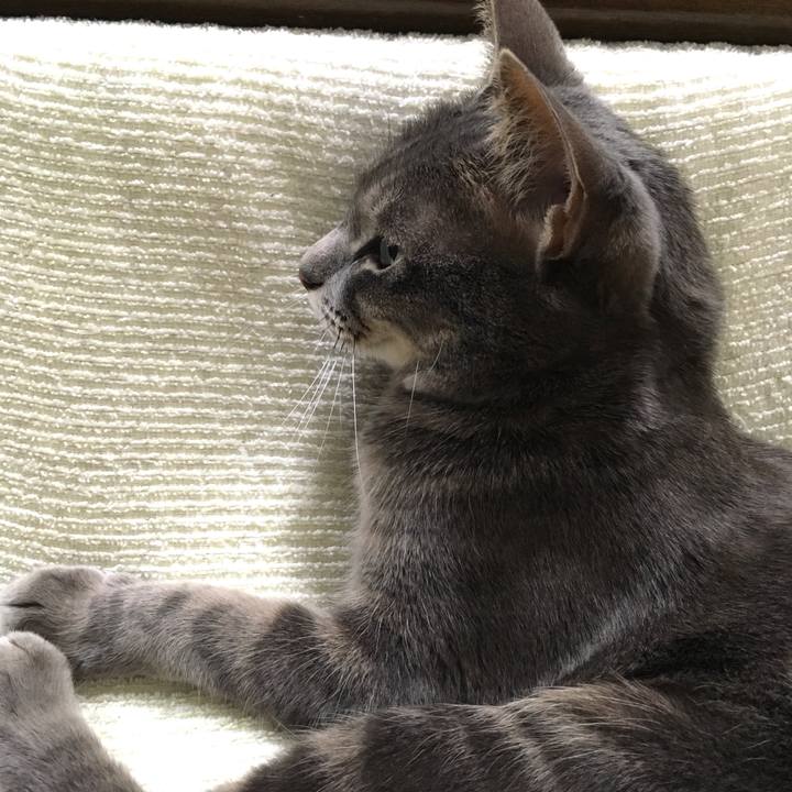 272a4d08 0a28 4c4e 9277 ff95905a7ab6 1584803914731