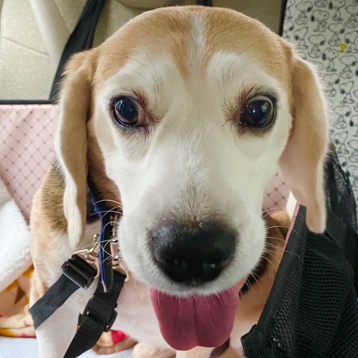 272a535a 9e7e 4ceb 9478 e6ff2f6e03ae 1589089523648