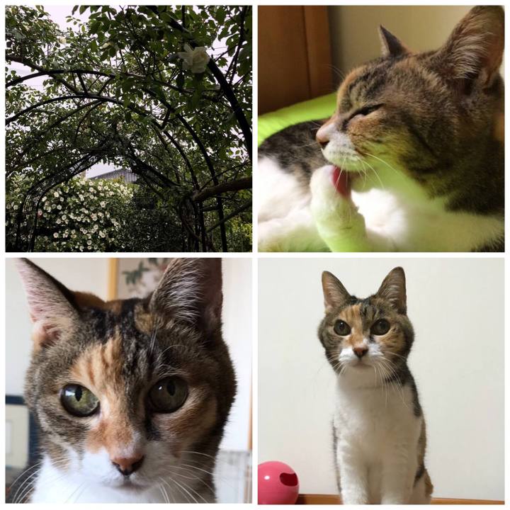 272a7ac6 66cf 4418 8727 cd0e64ee1e60 1556107612514