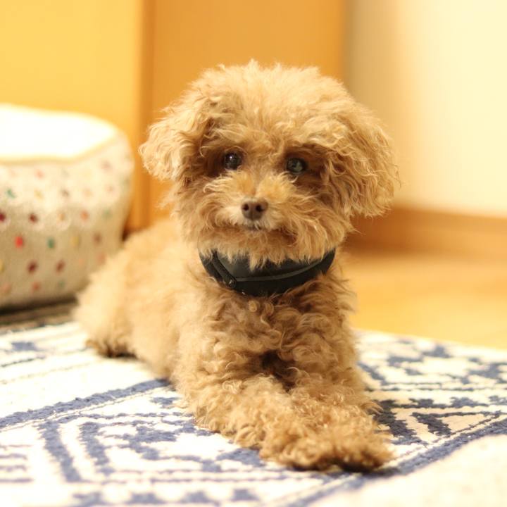 272b0a2c 3c0b 457b 9a03 992dc2b00fc1 1551824211207