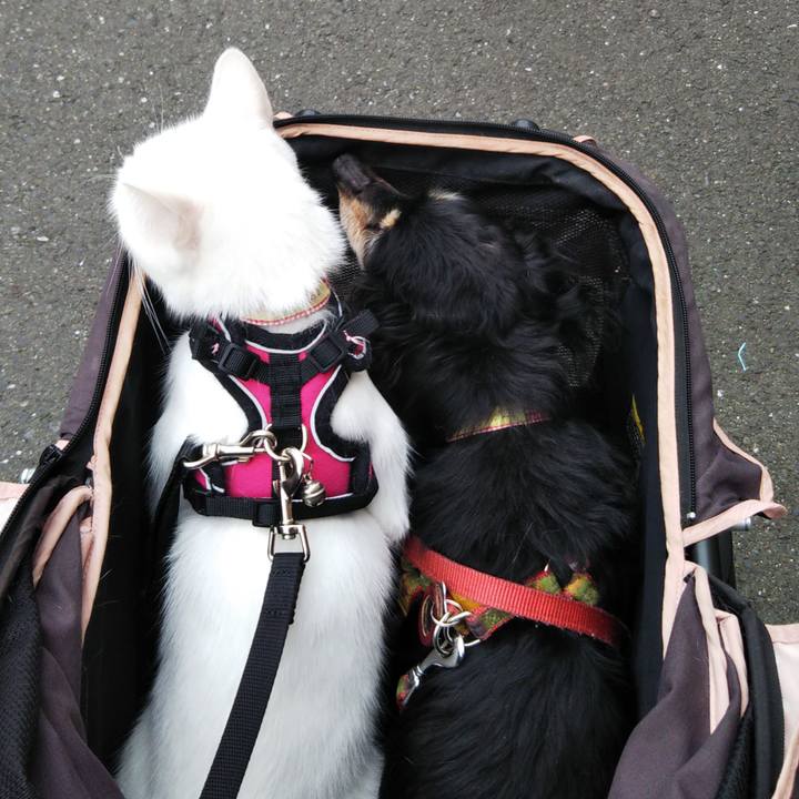 272ba644 c289 45d4 aff3 17ec07d86a18 1625293797477