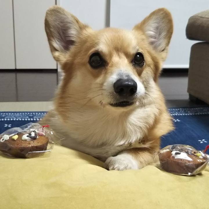 272f9be0 1f78 4a89 ad24 7a9d052af45a 1550404022351