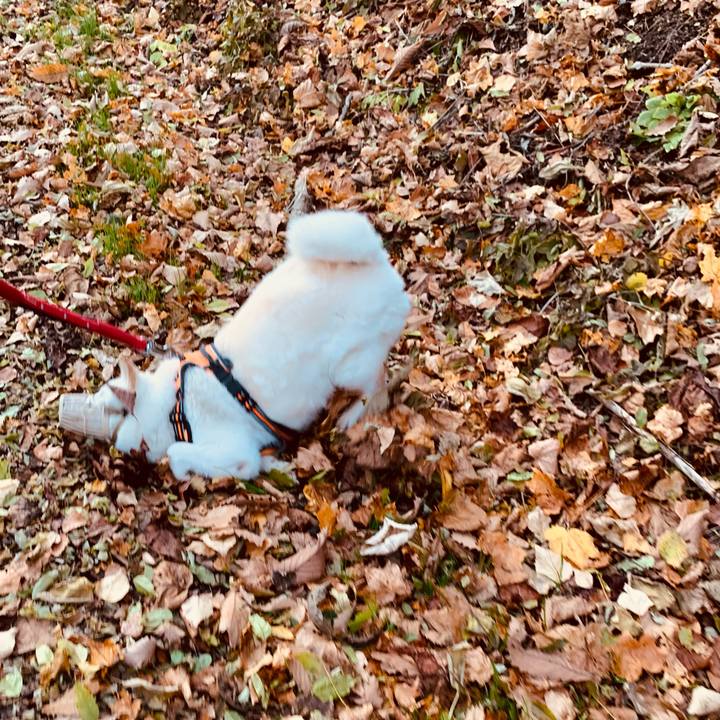 272fe17d 32ae 4415 919e 9ff09cd44b39 1668032658514