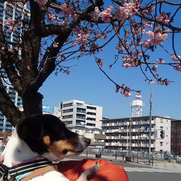 27300a7b 4f86 4252 945b b614e94e5f2e 1552102541169