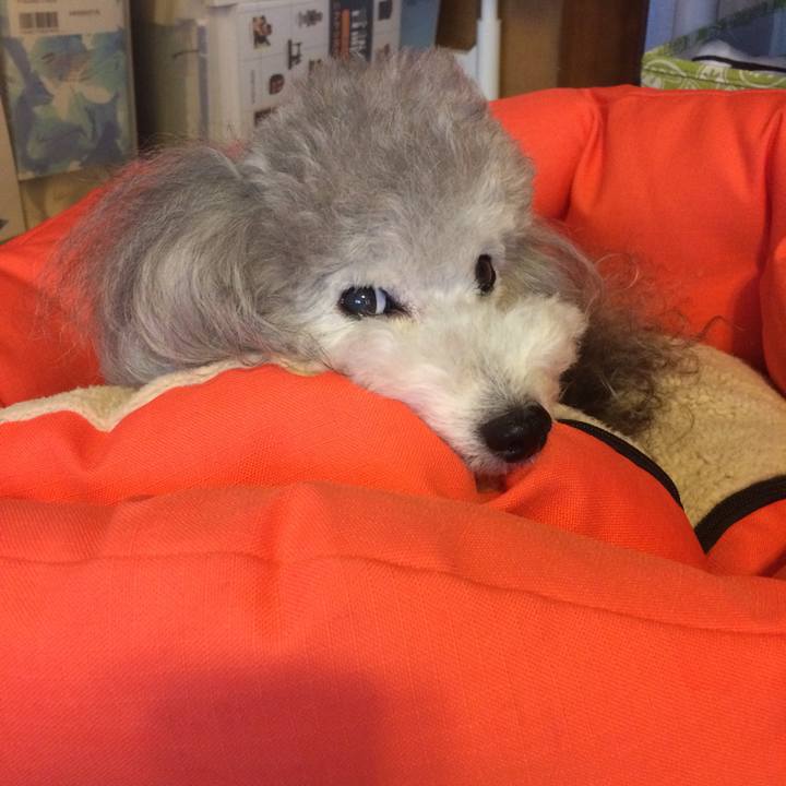 2732ff8f dcc9 4c5f 9ef6 dda5e17d2ee8 1508642033407