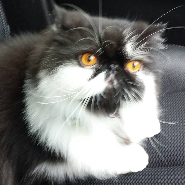 273332d1 0ec8 4666 9133 34f513f9c97e 1512198163883