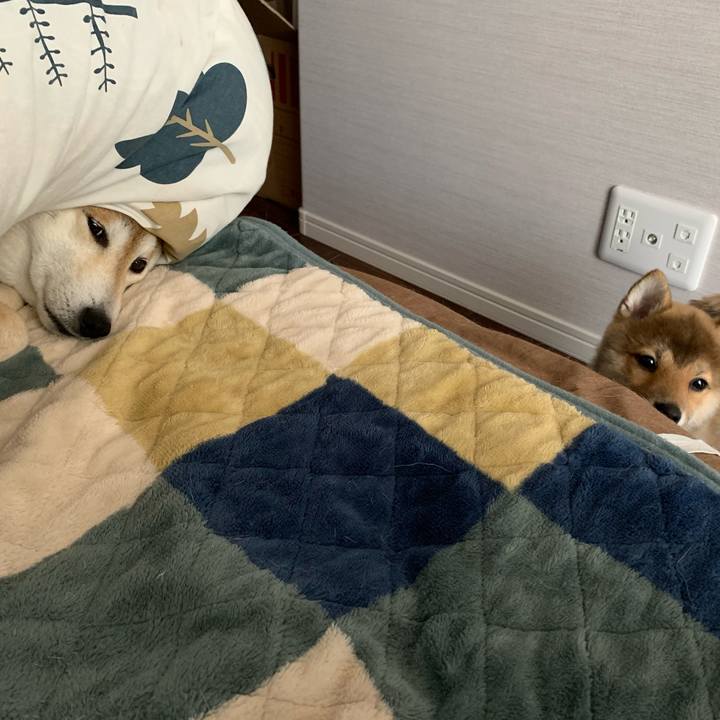 273645e5 f672 466a ac91 cf06ccba5227 1618437645259