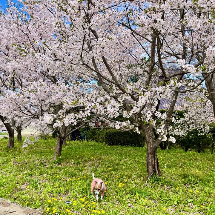 2736d3e2 7e55 489f b41c f6cb7f099223 1745487824674