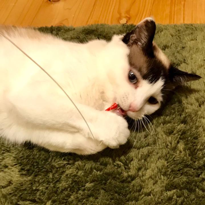 2738c590 38ac 4aec bdd4 770d8fa2b06d 1559697519925