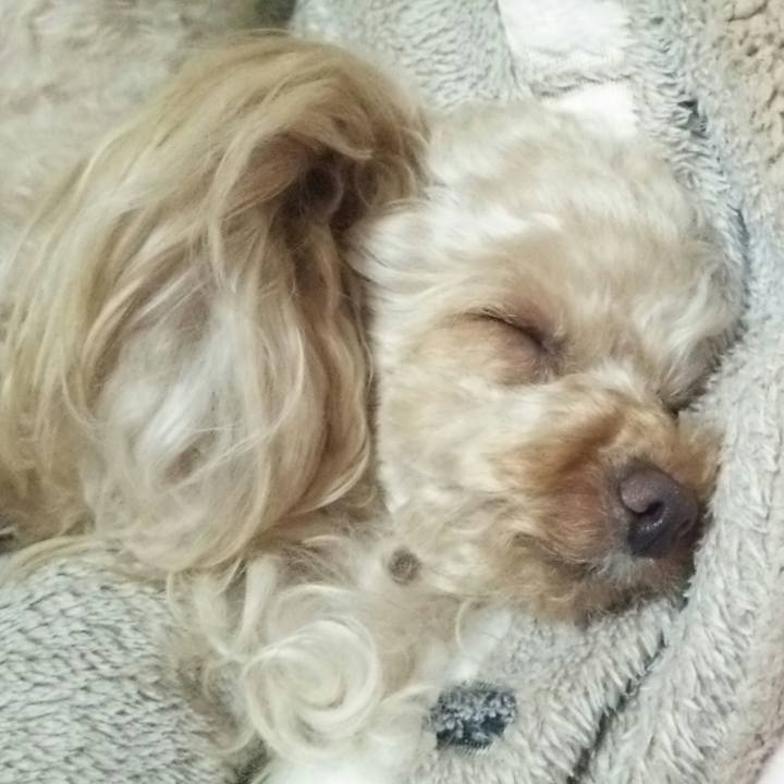 273c8c17 febd 42b2 bce7 e56279969676 1522825952038