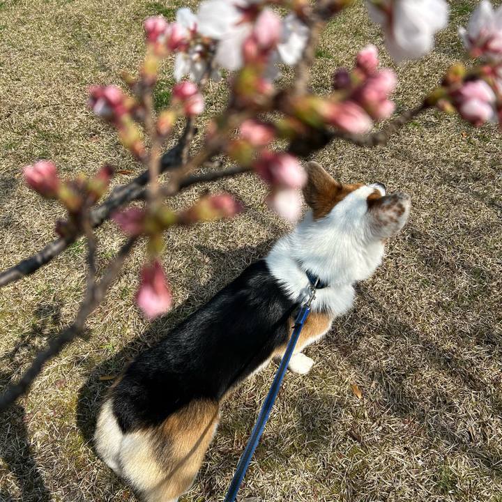 273f77dd 4e2b 44d6 88f4 88938a5820b6 1774589519868