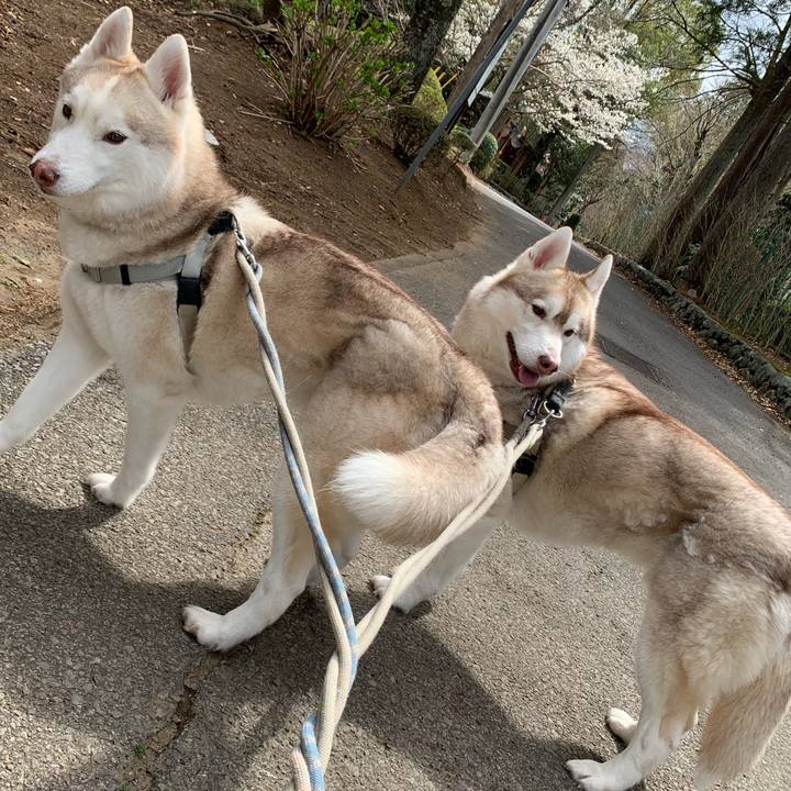 274940e2 1227 4abb 979a 81adf79aca9e 1616213439594