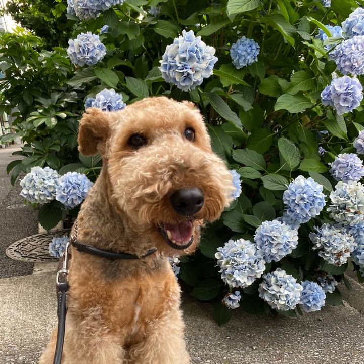 274afcf8 3c96 49c3 bbb5 300b32ba6be4 1624177945773