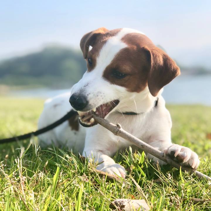 274bb386 3c83 4144 9252 57c1819ba594 1557650641811