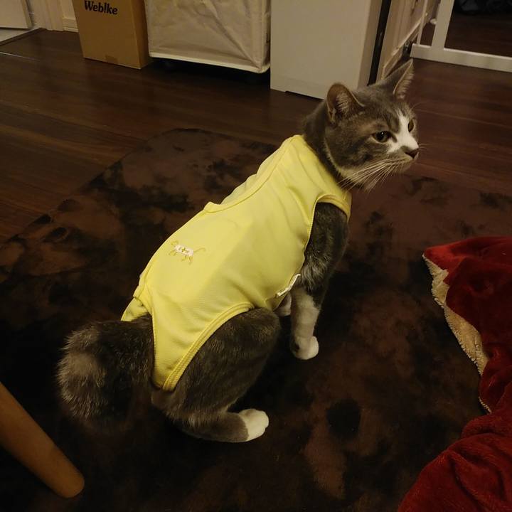 274e84e6 c5ac 42f6 8527 519a9619fcfa 1584272522259