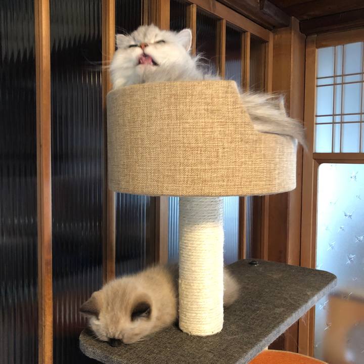 274e8d5c 1eb2 47f0 b6cd daf381649f6d 1585962108348