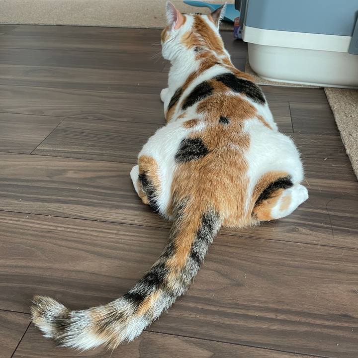 27500fed 10c3 4388 b01d 0edc3d9848f4 1618651188854