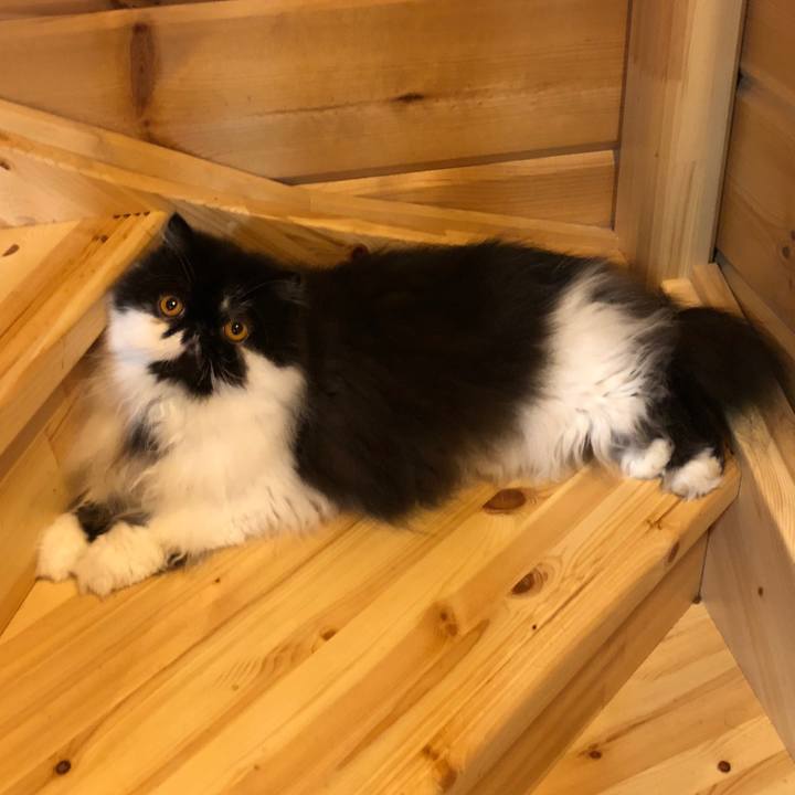 27587de5 ea16 49c4 86a3 a58fc20e616e 1530789234452