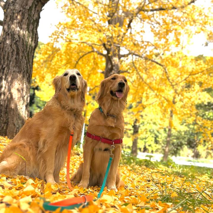 2758b9c5 d28e 4d2f a47b ce8b6e2a286b 1764291201589