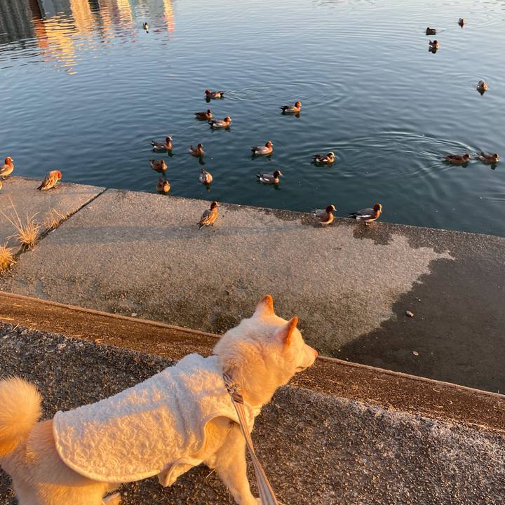 2758ba11 f71c 4ff9 af83 0f7bcb4720d7 1638704442213