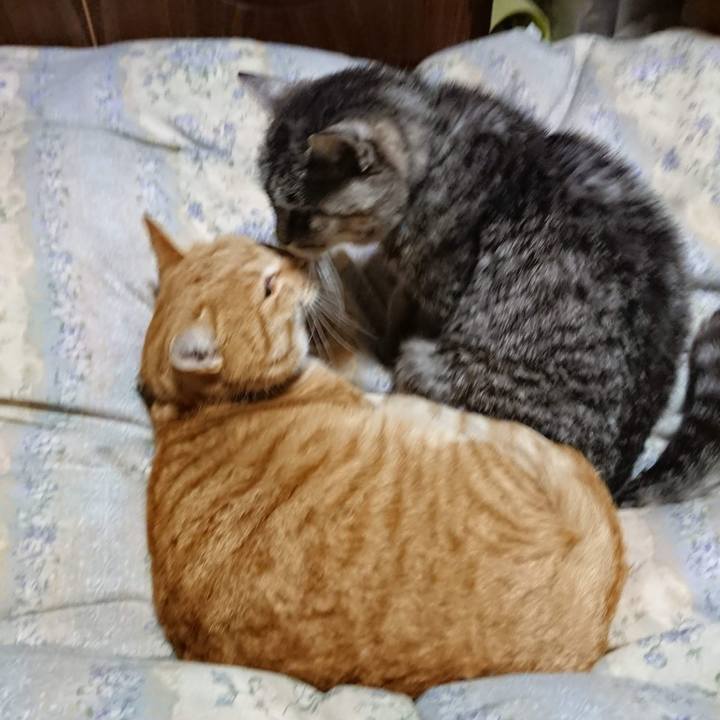 275d2a6e 7455 40e7 b0d2 78f3d385303c 1606909424894