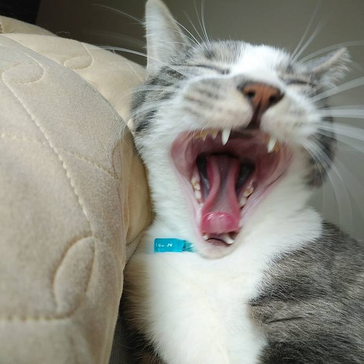 275ddeae 0752 4637 87b2 58d652f8c4e7 1586217874998