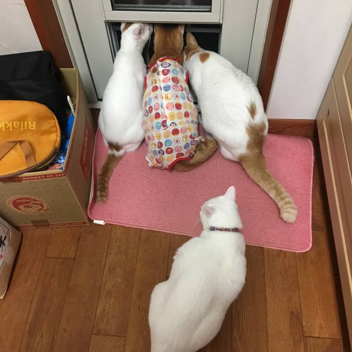 2763394a 3417 415c ae62 ac14c98929fb 1509628765527