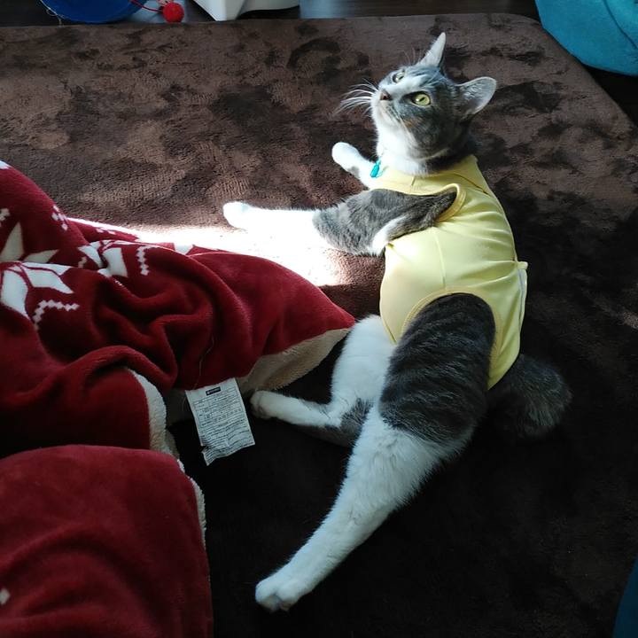 27695a5d d2c1 43a5 9af0 660da1fda94d 1584745704029