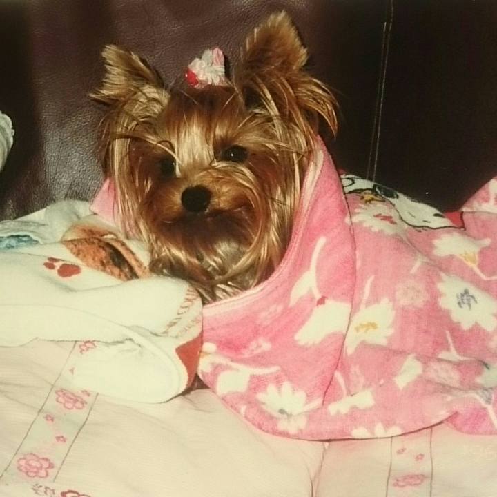 277150bc 9c9e 40cc b484 648c36f93672 1543108612186