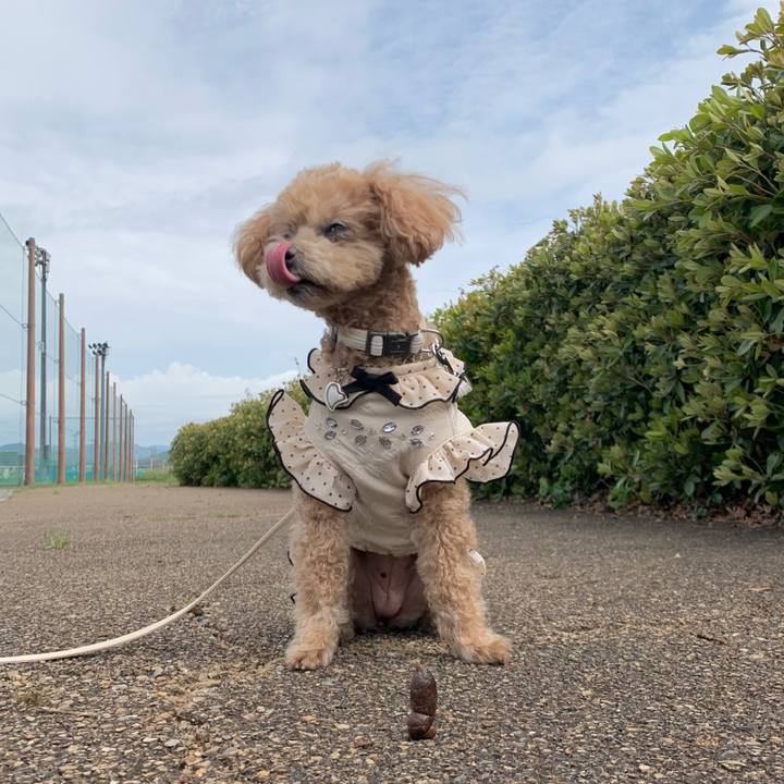 2772e6d6 8941 4c73 820a 241ee585bda1 1776854737073