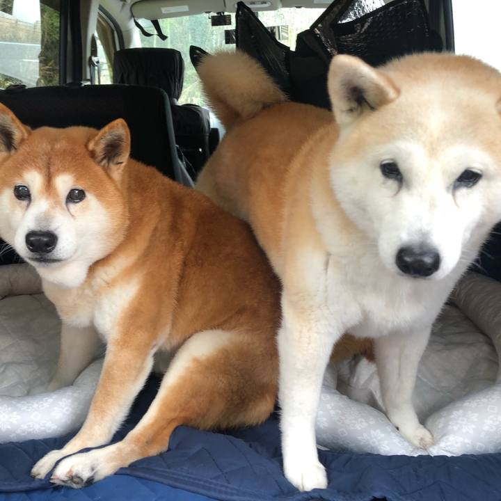 2774a4cb 7eb2 4569 bb9d bbee5b26983e 1585447507477