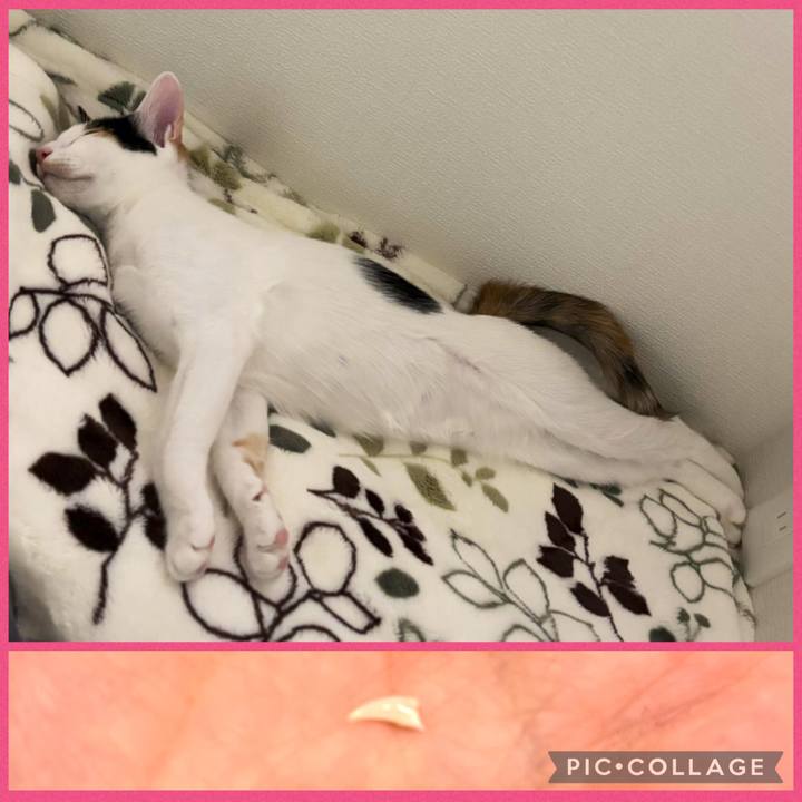 277c6067 ef19 4faa a8ac 96fe4cc2fe0b 1759540619750