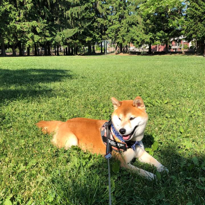 277e6fea 630f 4c63 9339 291b6a9c3643 1528261006092