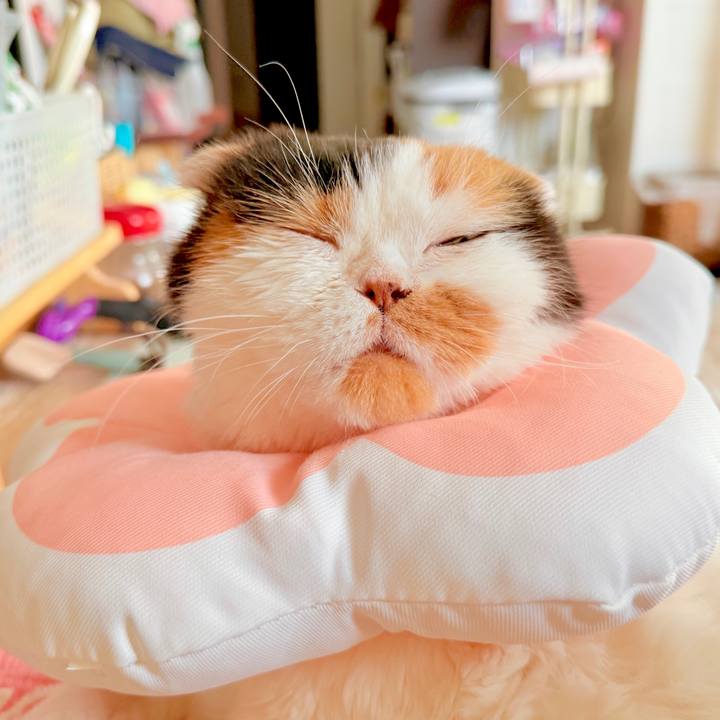 27816f1c 2548 4678 a2e9 b4a71b2315e7 1739406006636