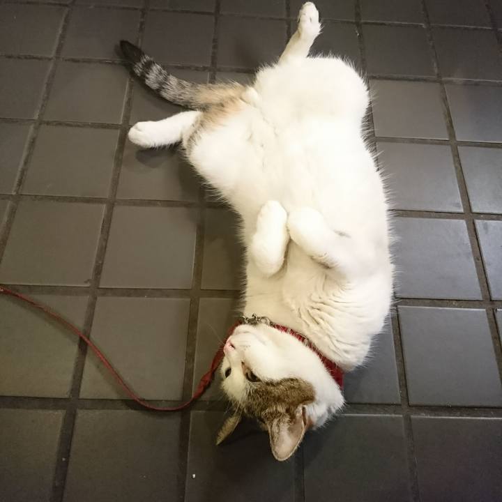 2785b3d9 8f23 494e a2aa c5ff8564b992 1532604765418