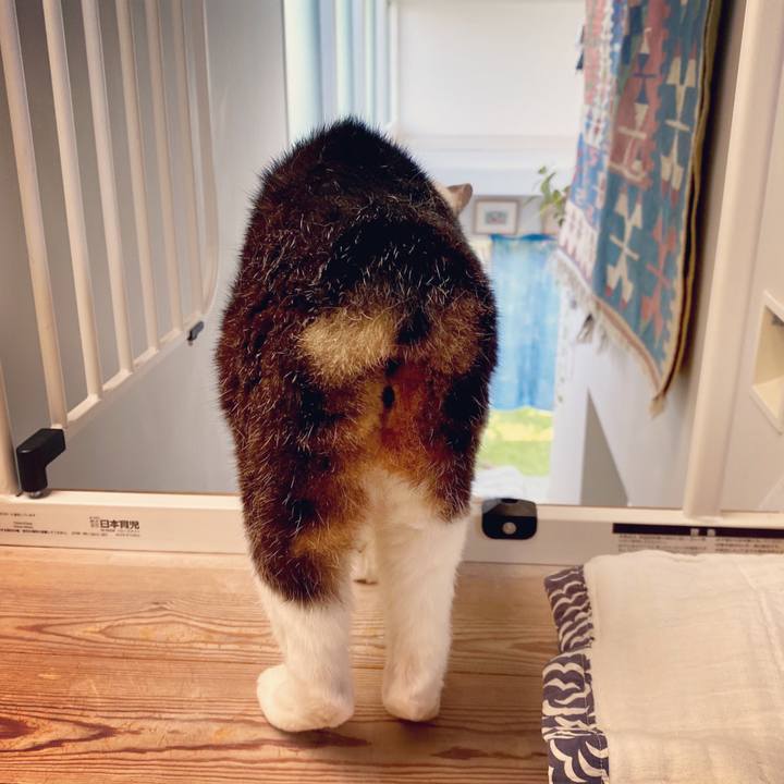 27876a4d 4be7 4d0a b5ec 91645c76561f 1597466617060