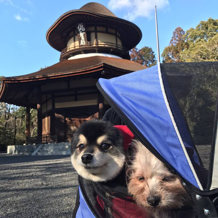 278e0984 8a19 4395 bf45 720a794132f6 1549462703913