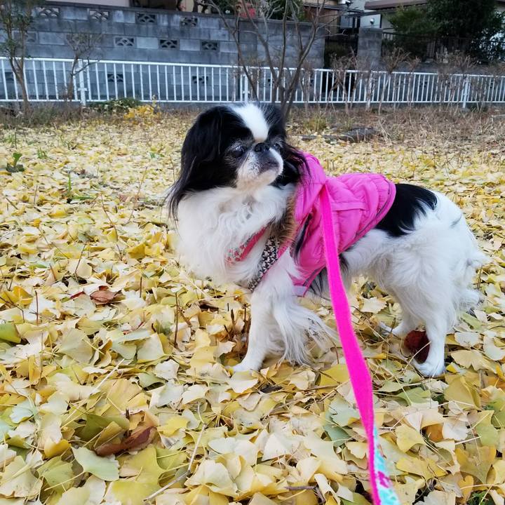 27937b9d f1bb 461e beaa 0c84a205613f 1512308304043