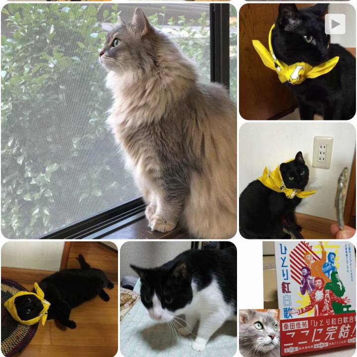 2799f3d4 fa3a 473c bc9d 9471409454bf 1559905058955