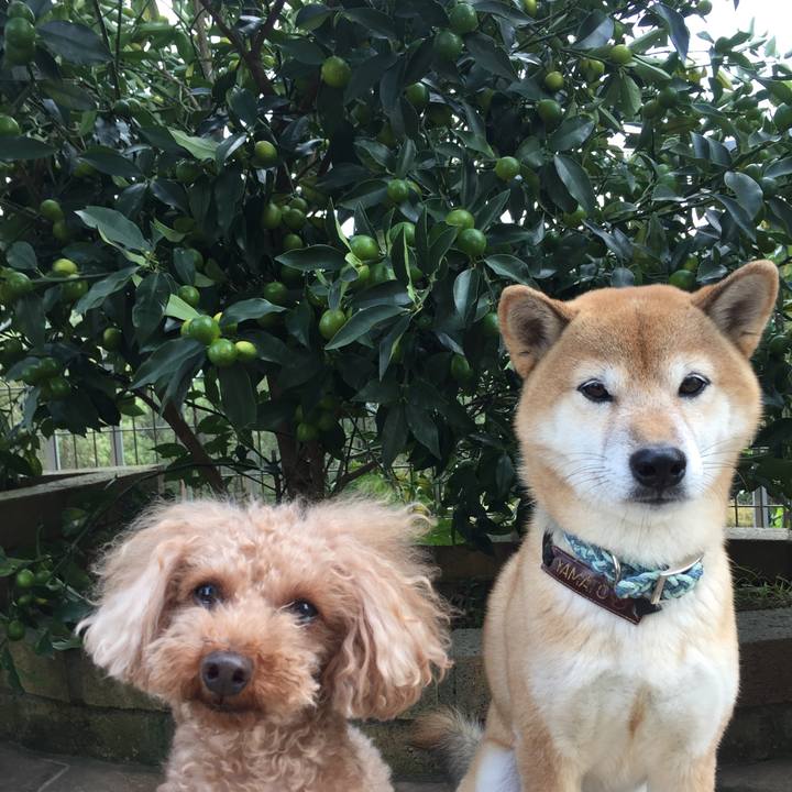 279a629b c396 4833 be8c 62f1a15f8c8e 1509517098317