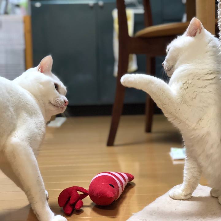 279e55bc 1eb0 45fd a4a3 a05a618fc2c7 1535539247125