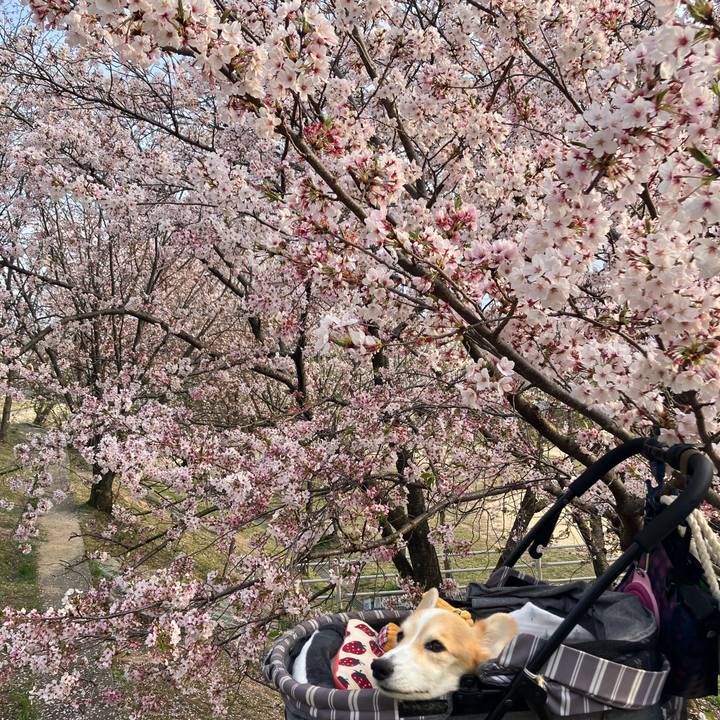 279f3901 c67c 4194 9a39 a42895a0bb2b 1775312519501