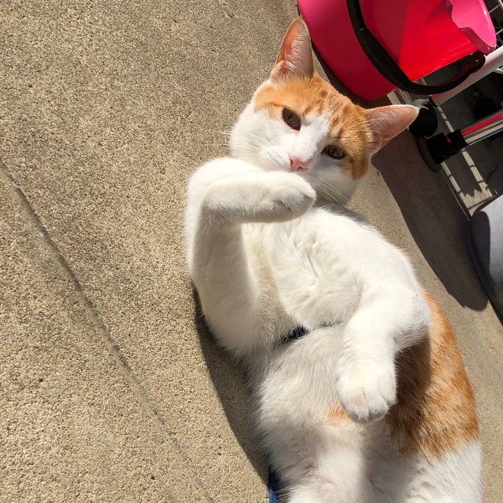 27a1097d 85ce 4f6c a4bd 66be939be0a4 1542960763050